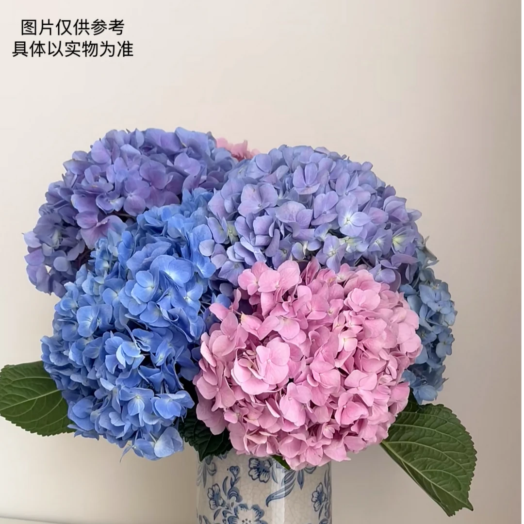 【三色绣球】超长待机 新鲜切花 顺丰包邮