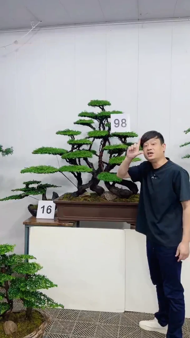 无花朵造型盆景一物一拍