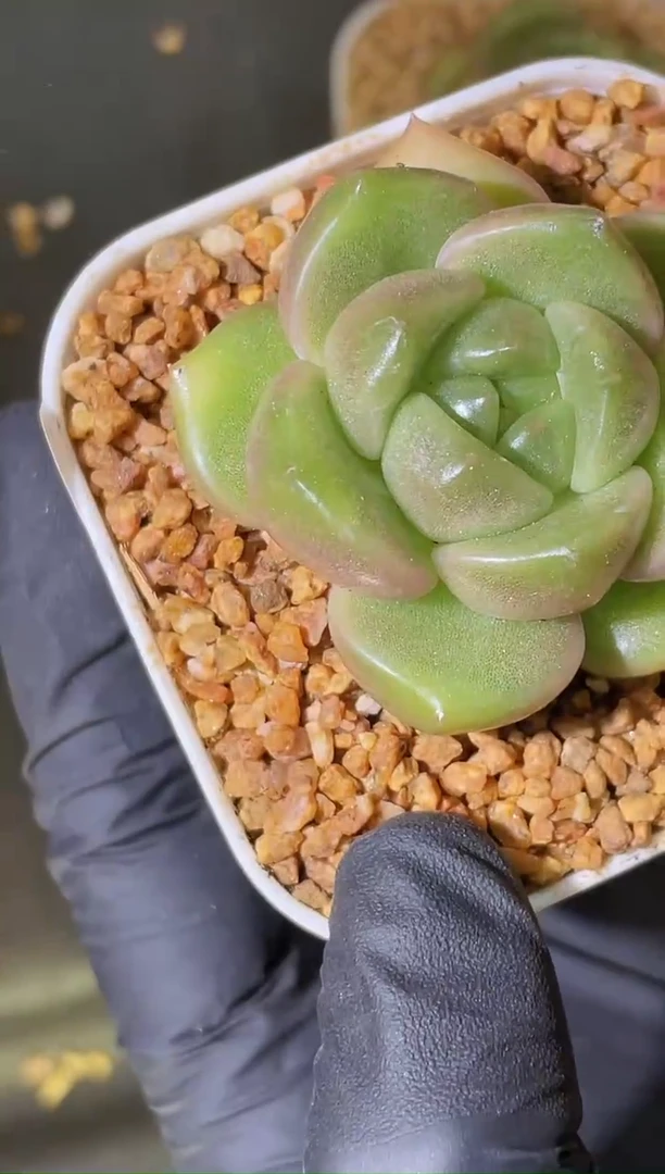 闪购1691  明珠珍妮多肉一颗 3-4厘米