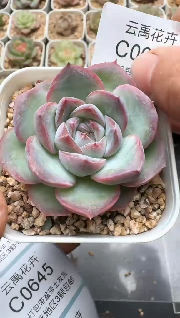 643C云禹多肉植物 带盆土纸巾打包 3颗包邮