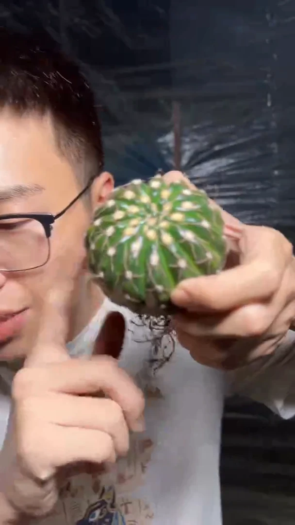 2颗 实生根 单头 眩美玉