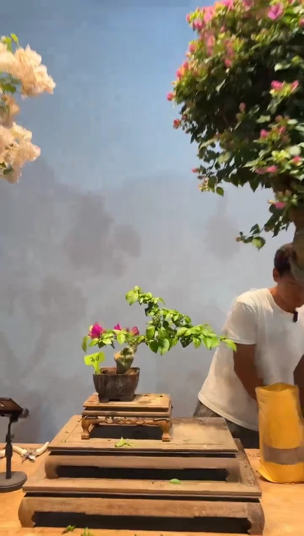 无花朵三角梅专场一物一拍30