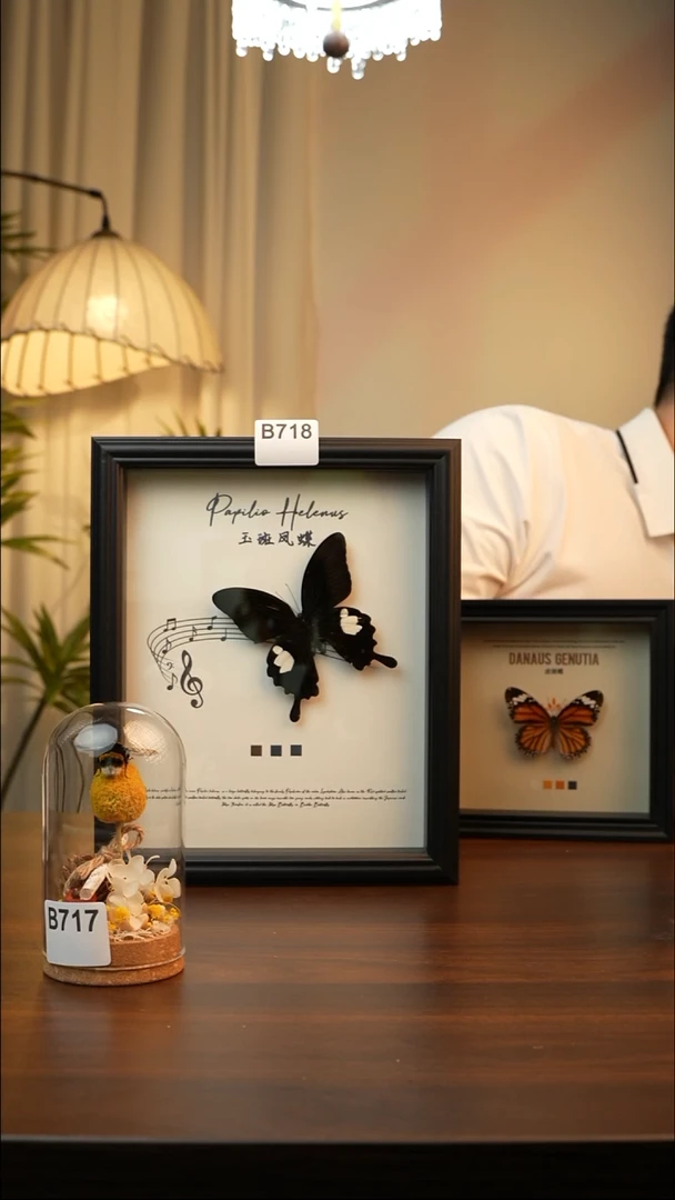 玉斑凤蝶真蝴蝶标本B718