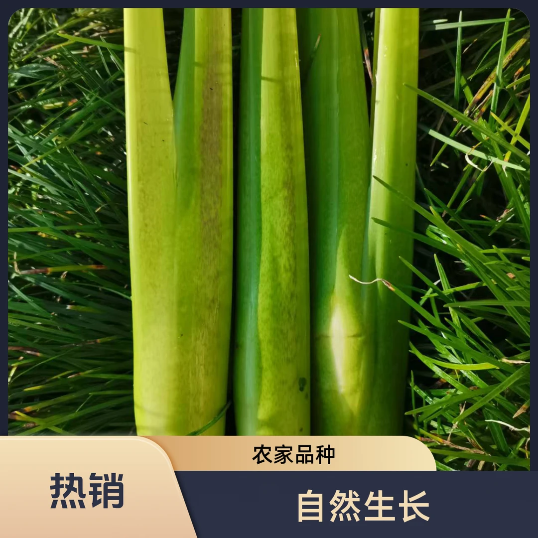 【书记助农】农家品种茭白
