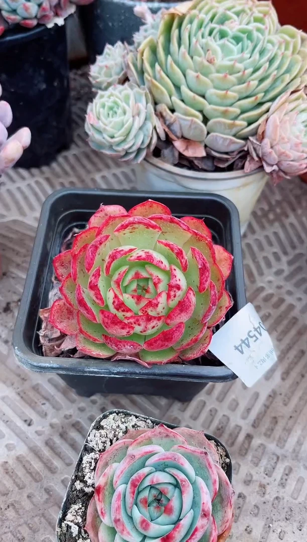 【闪购商品】04544