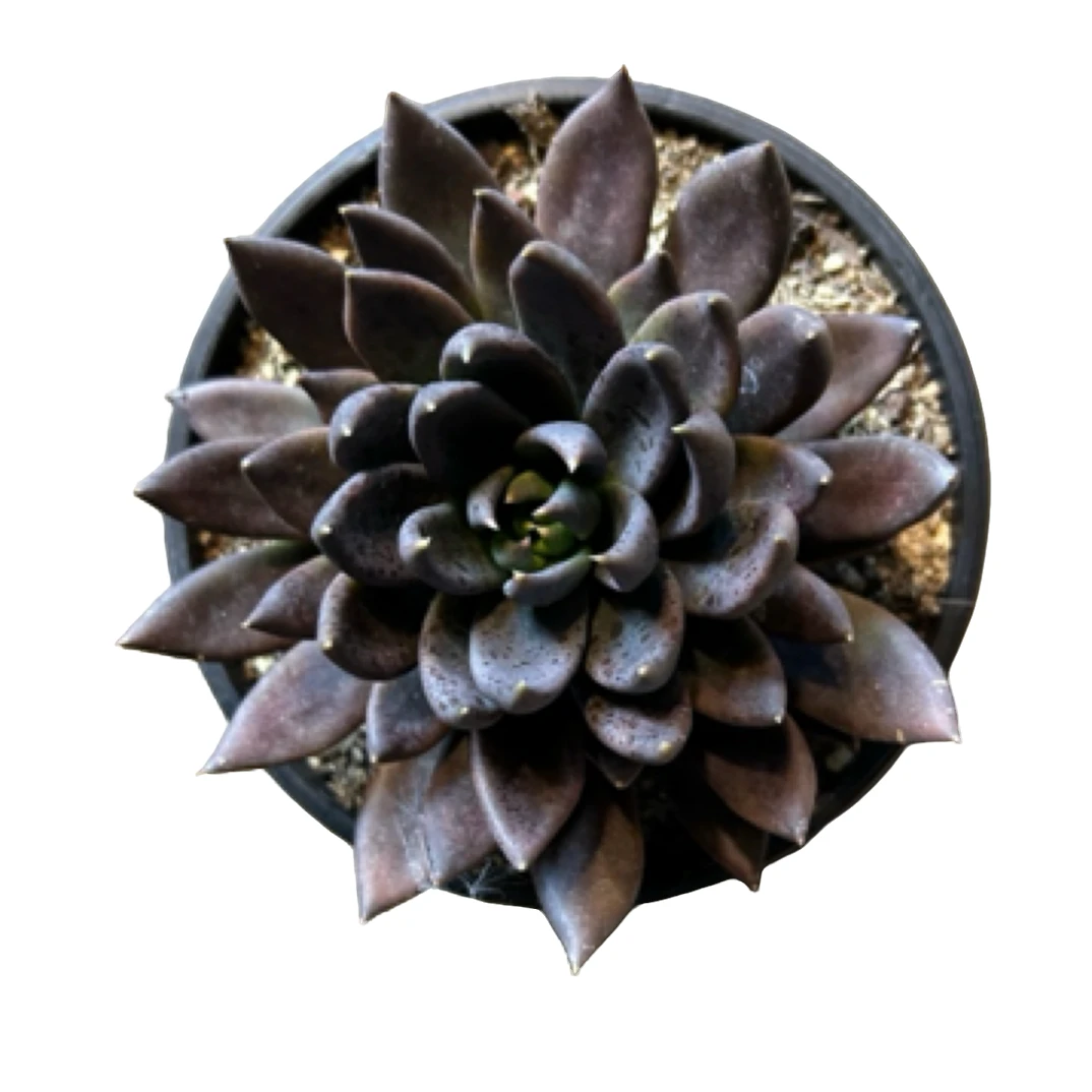 眼镜多肉（黑骑士）整装老桩飘枝盆栽盆景多肉