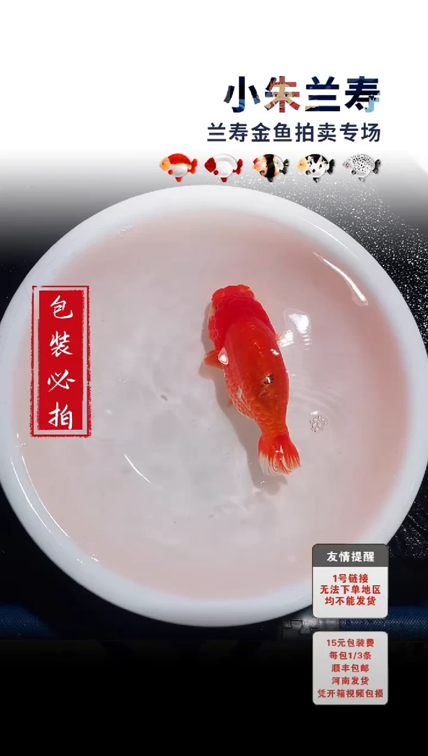 金鱼 包装必拍未拍顺丰到付36号
