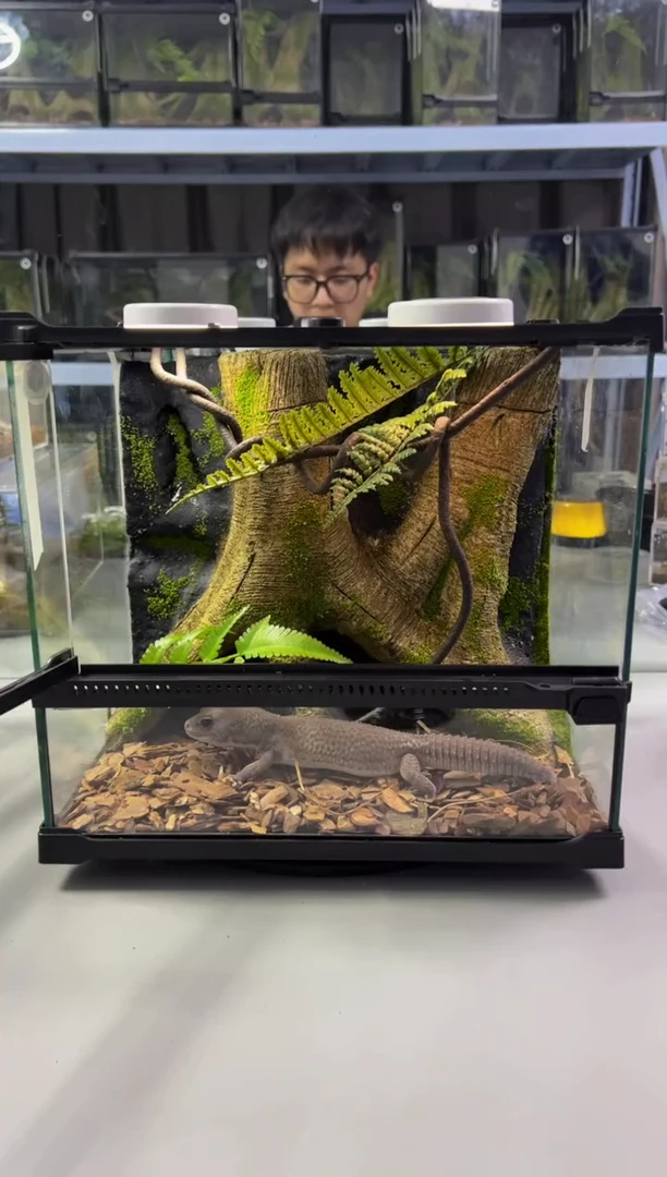 玻璃【长30宽25高27】爬宠造景缸睫角守宫树栖蜘蛛饲养箱爬宠爬虫缸