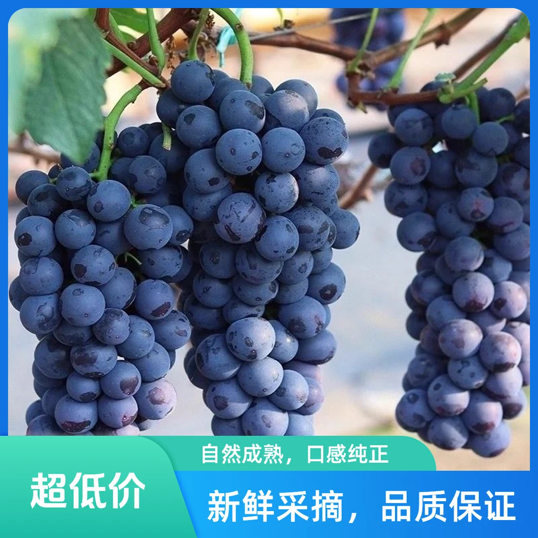 【顺丰次日达】夏黑葡萄新鲜水果精品当季无籽葡萄无添加坏了包赔江苏省