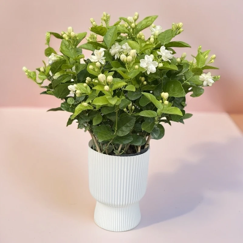 茉莉花盆栽清香型室内阳台花卉绿植广西阳台花卉盆栽