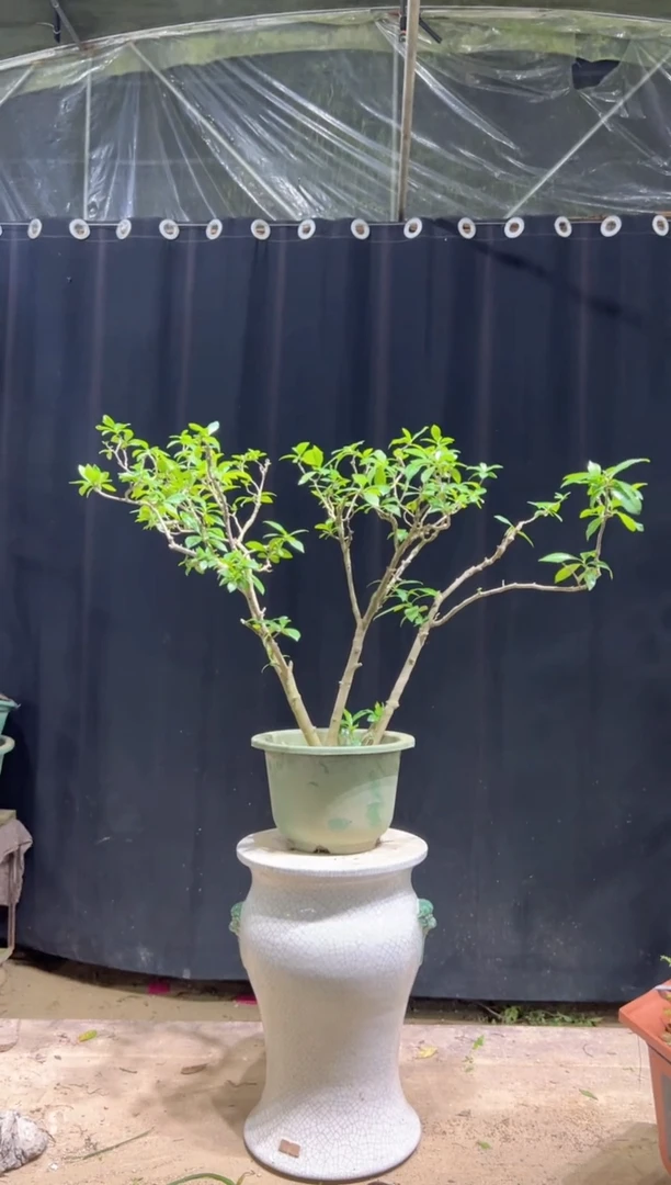 当前无花栽培后可以开花什****/海岛栀子花