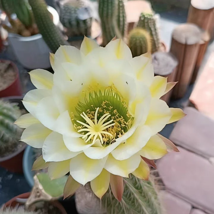 六月午 毛花柱仙人球 直径6公分有气根