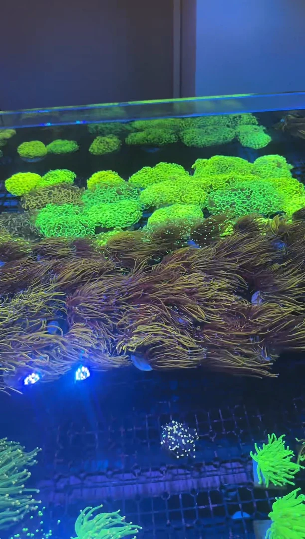 草皮珊瑚一物一拍直播专享