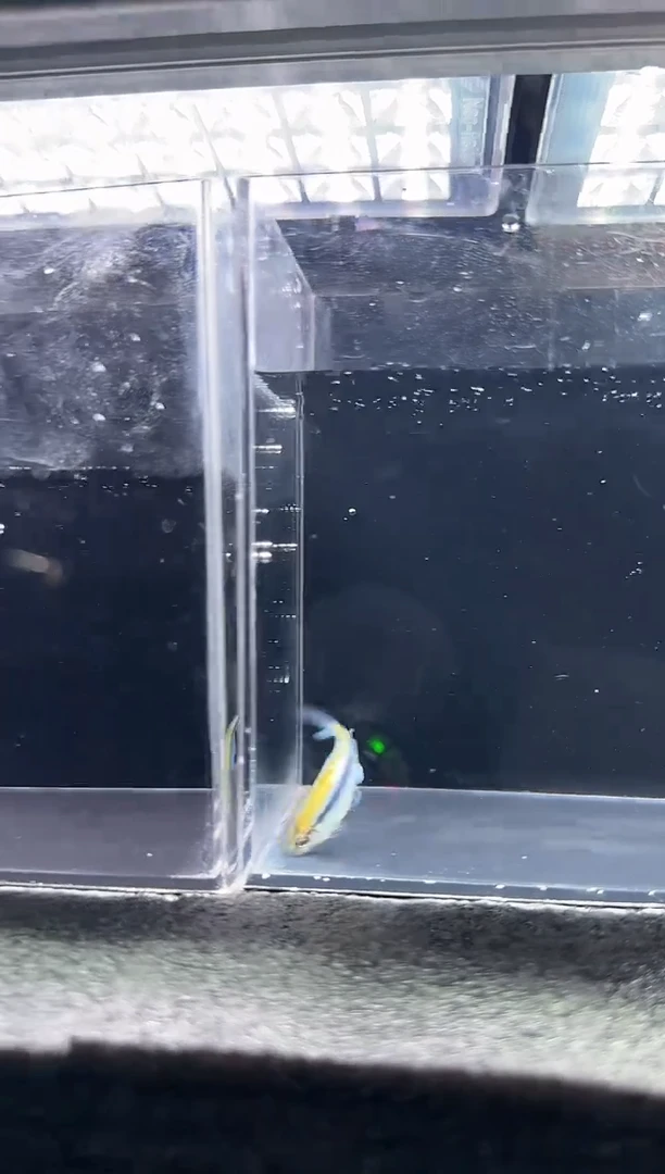 灯科鱼流**水内金蓝蒂一