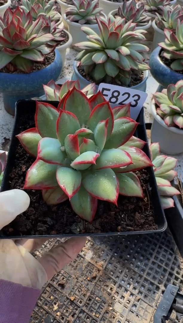 E823惊鸿仙子（裸根发货）