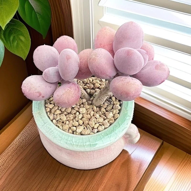 迷你小桃蛋圆滚滚小老桩精控多肉植物带陶瓷盆种好发货拇指肉肉