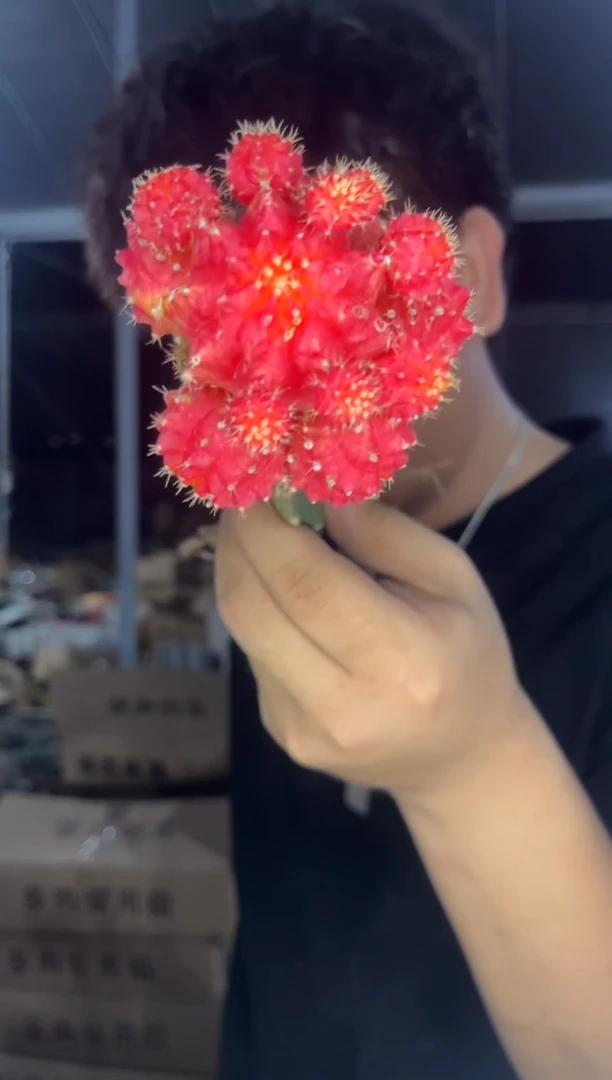 3颗 橙红彩带【嫁接】