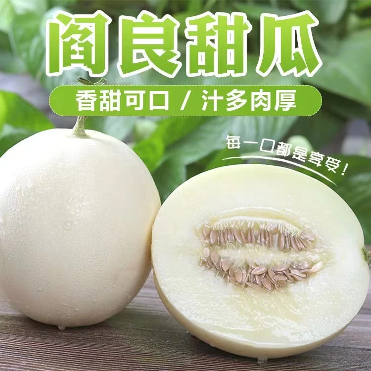 头茬陕西阎良小籽甜瓜白皮白肉净重4.5斤H