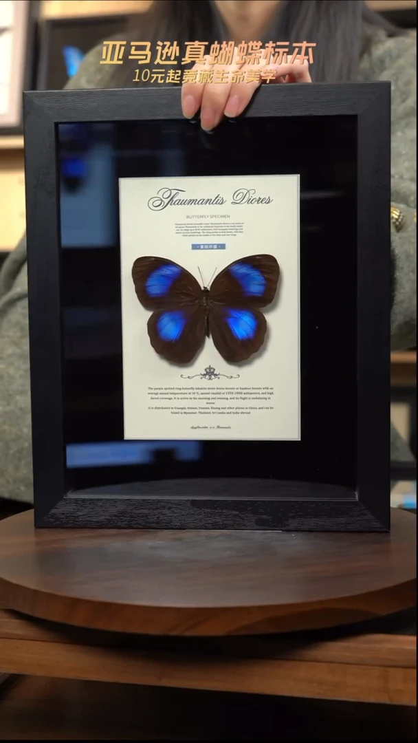 紫斑环蝶设计款黑框10寸