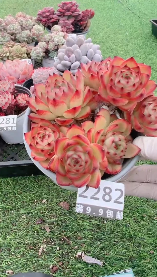 【闪购商品】信福多肉一物一拍