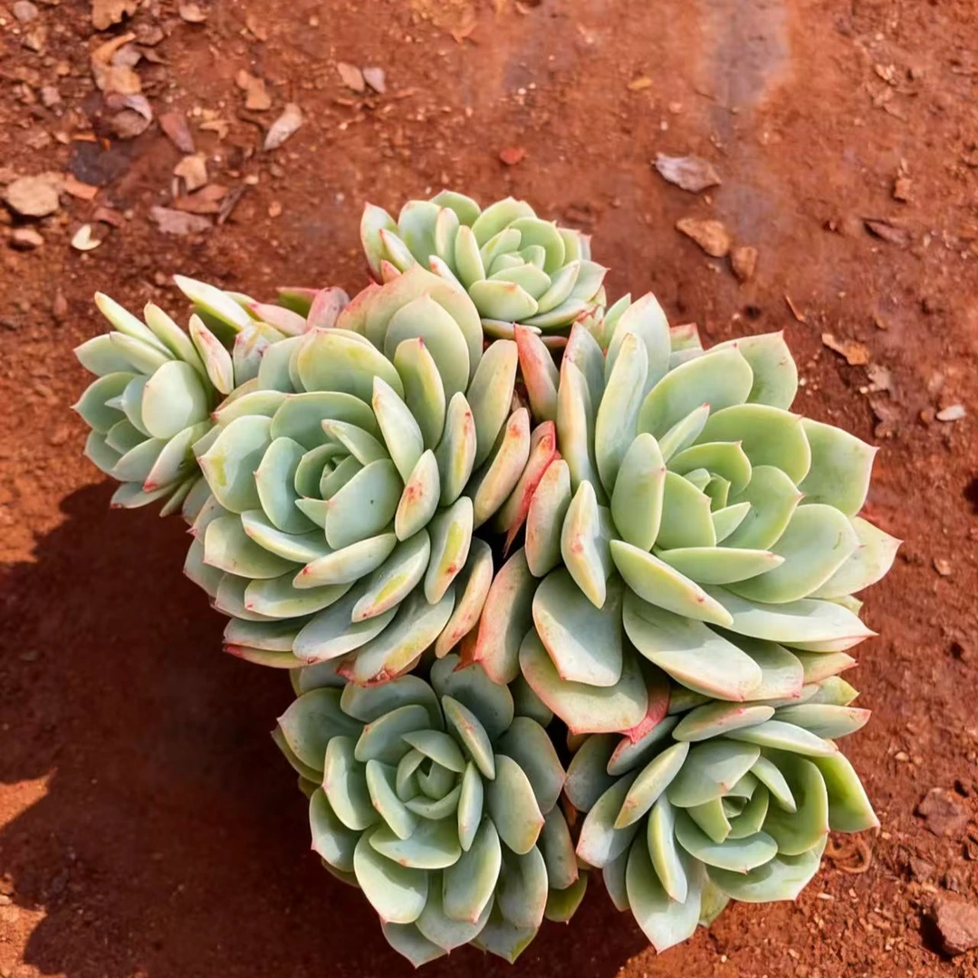 恋曲多头易爆盆室内外好养活净化空气多肉植物