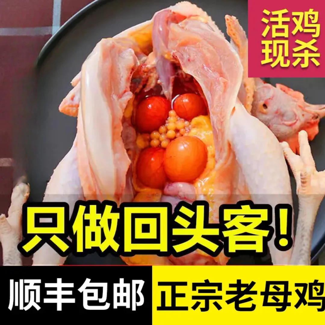 园林散养三年老母鸡两只净重不低于四斤八两！五谷喂养活鸡现杀！