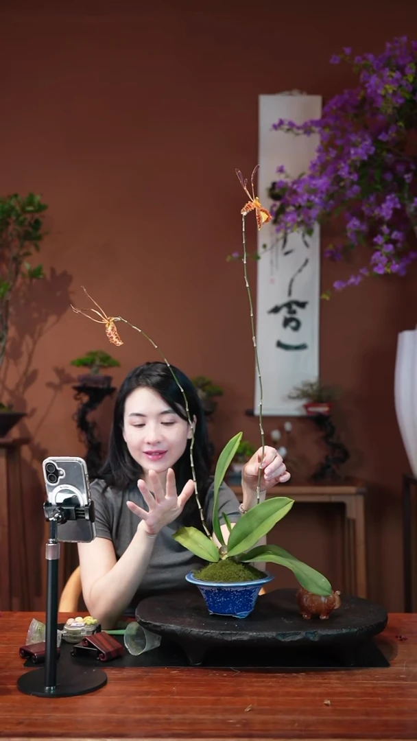 无花朵漫**风齐天大圣盆景盆景盆景