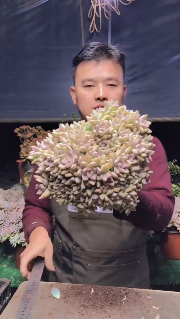 162淡雪缀化一物一拍