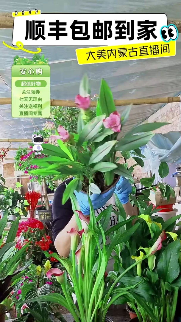 完全开放带花姜荷花