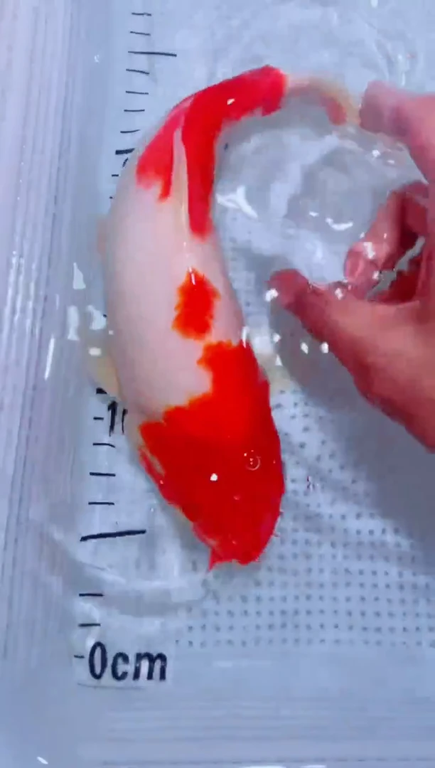 锦鲤血统锦鲤全场包邮22