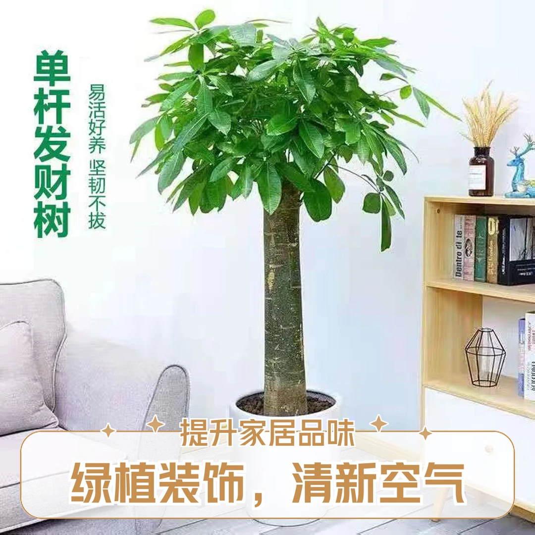 发财树盆景电视柜摇树室内绿植大盆栽室内客厅绿植大盆栽大棵