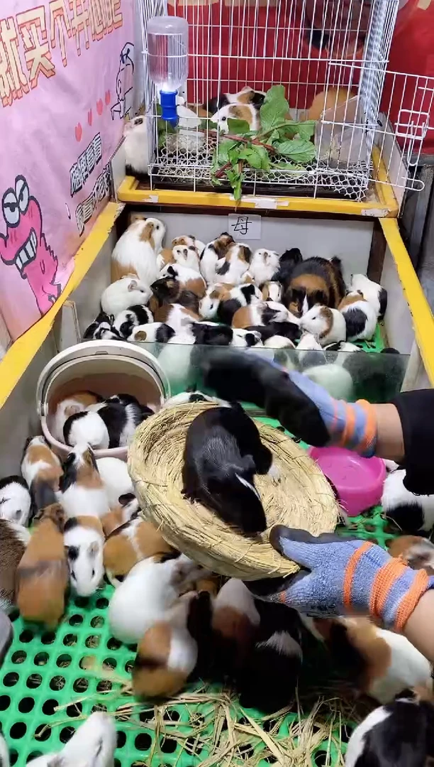 豚鼠成年大荷兰猪直播间选好发货 150/2只