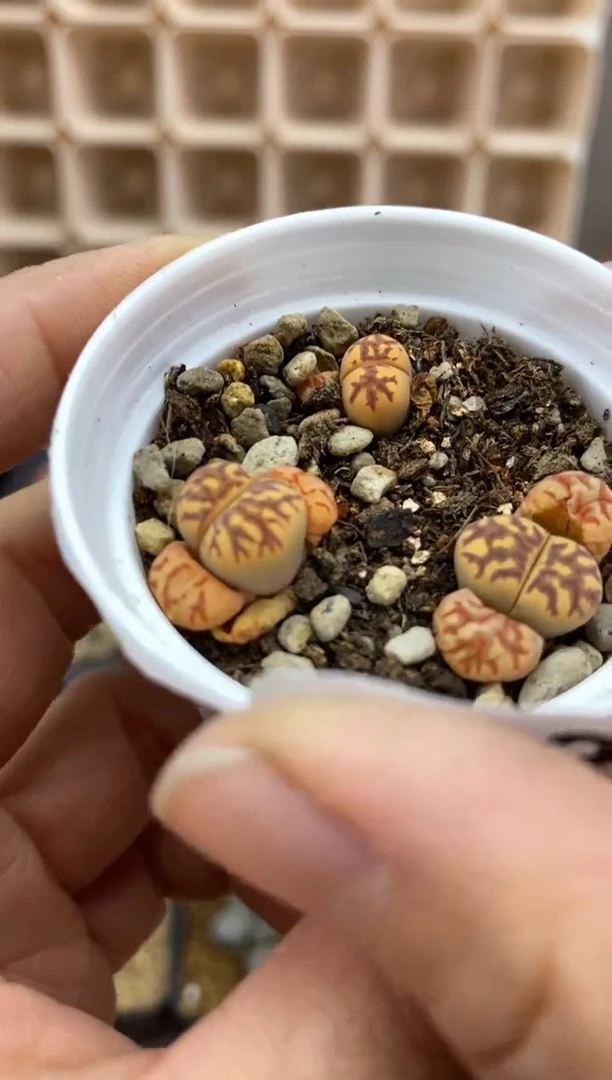 【闪购商品】8356直播一物一拍