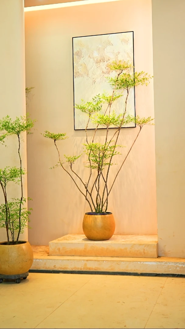 不开花植物凤****丽南天竹