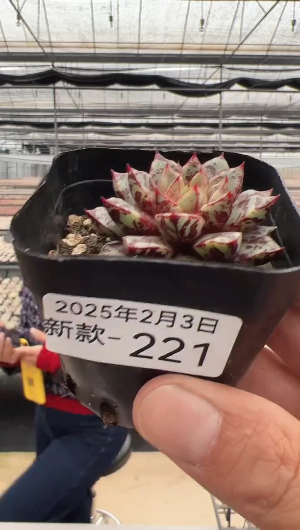 【闪购商品】新款多肉-221