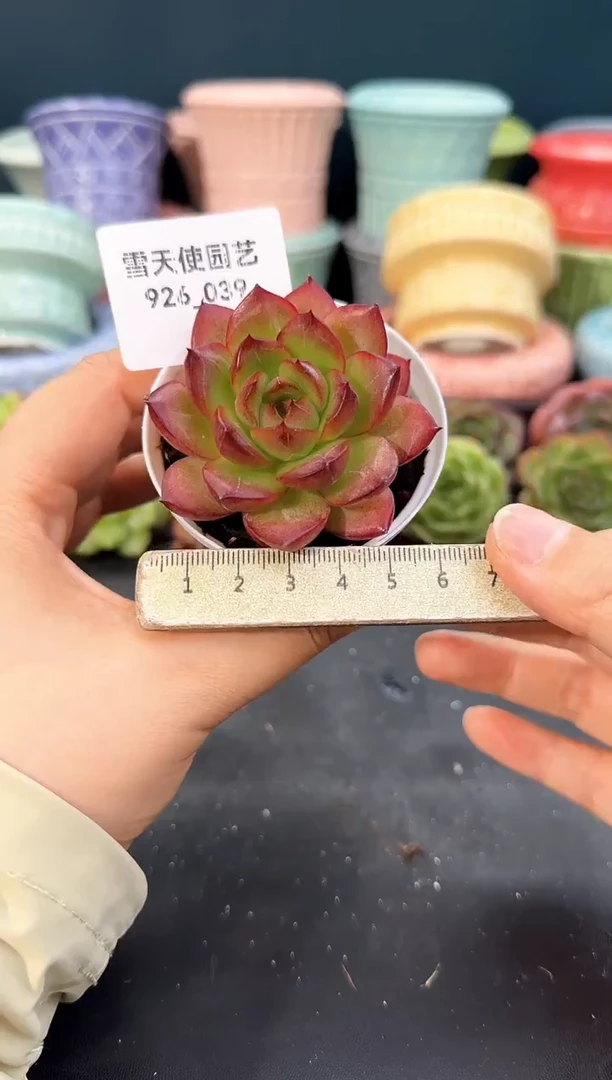 926-039青山（冠幅5cm）