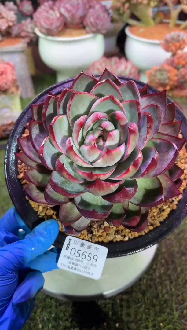 【闪购商品】05659