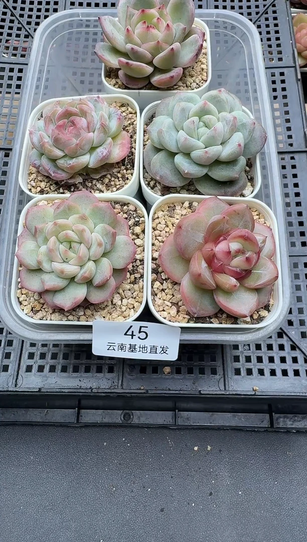 珍妮杂交多肉多肉45