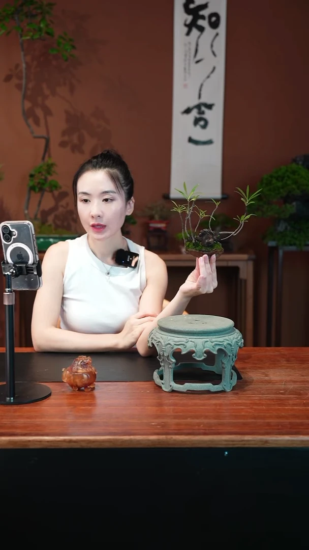 无花朵栀子花盆景盆景盆景