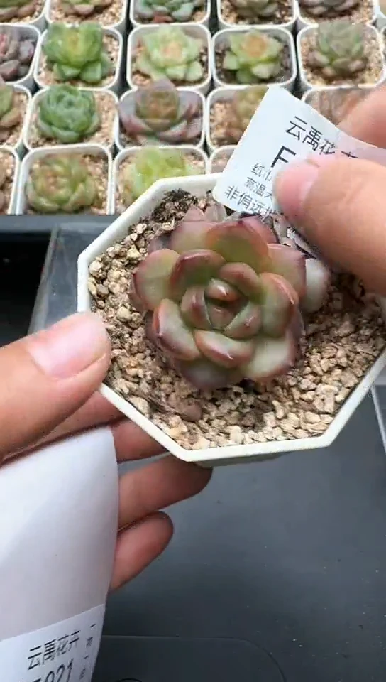 920F云禹多肉植物 默认脱土纸巾打包 3颗包邮