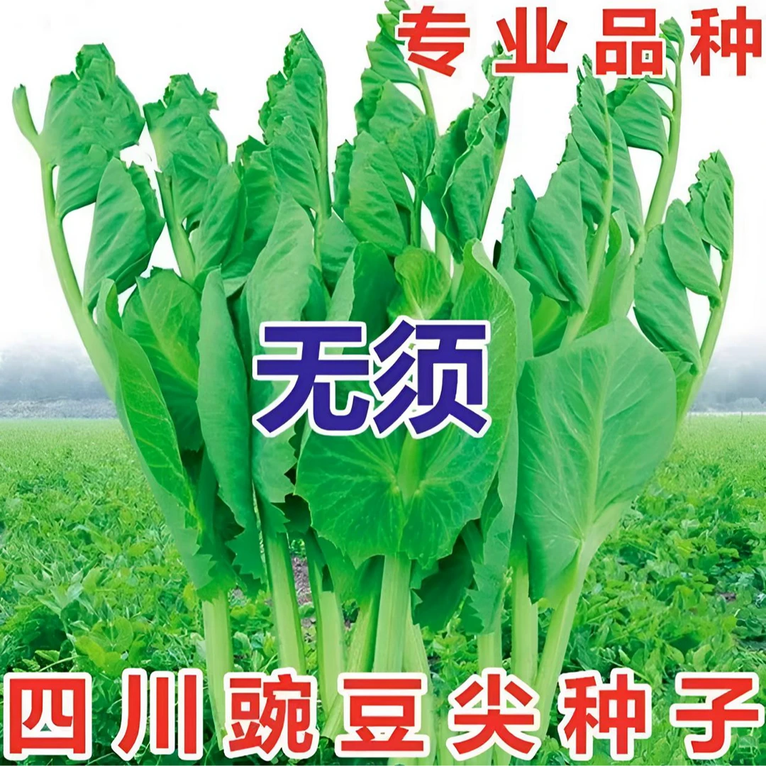 大胖无须豌豆尖种子豌豆苗种籽碗豆颠荷兰豆四川秋冬盆栽蔬菜种子