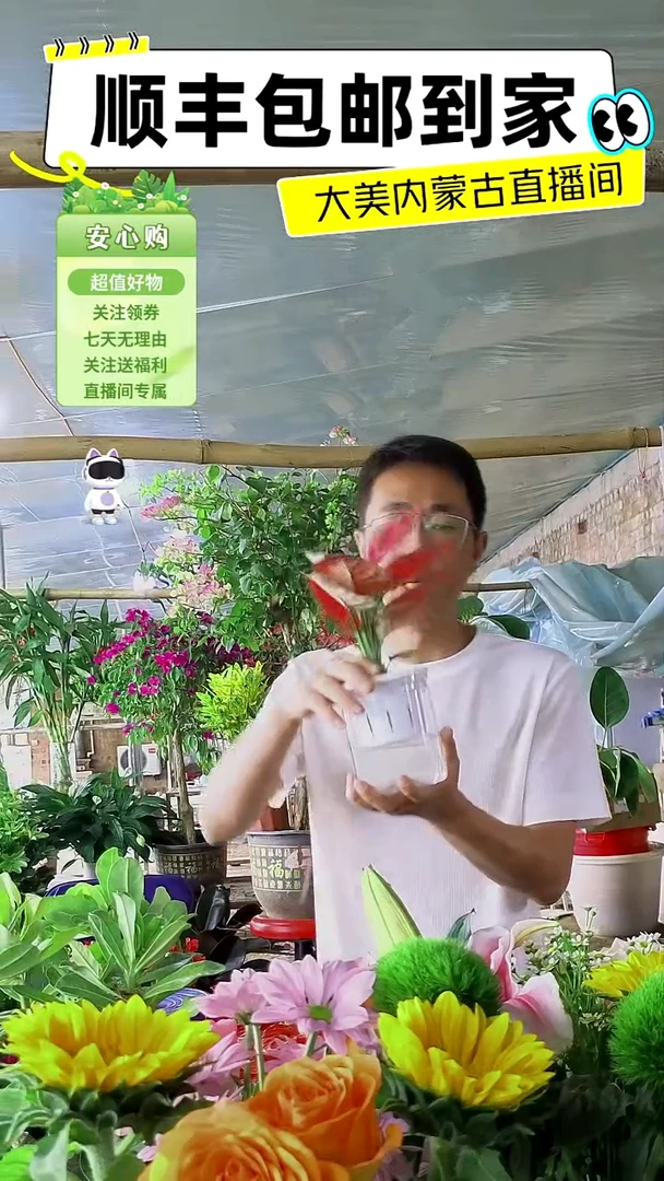完全开放水培红如意