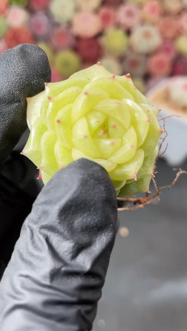 4-30 金色祭司2-3厘米 量拍发一颗