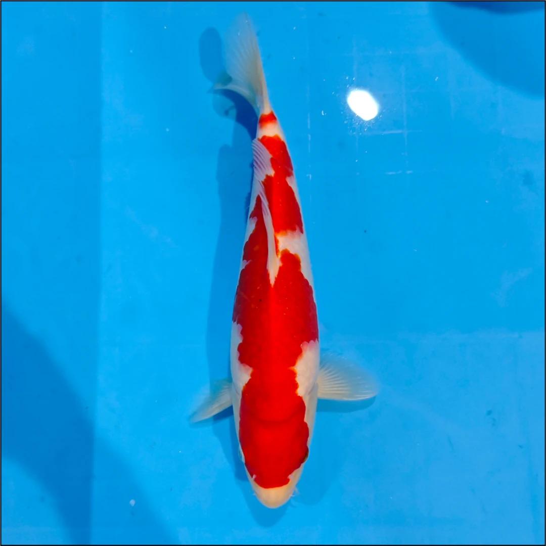 编号250119-30 锦鲤鱼30cm【晖龙】出品