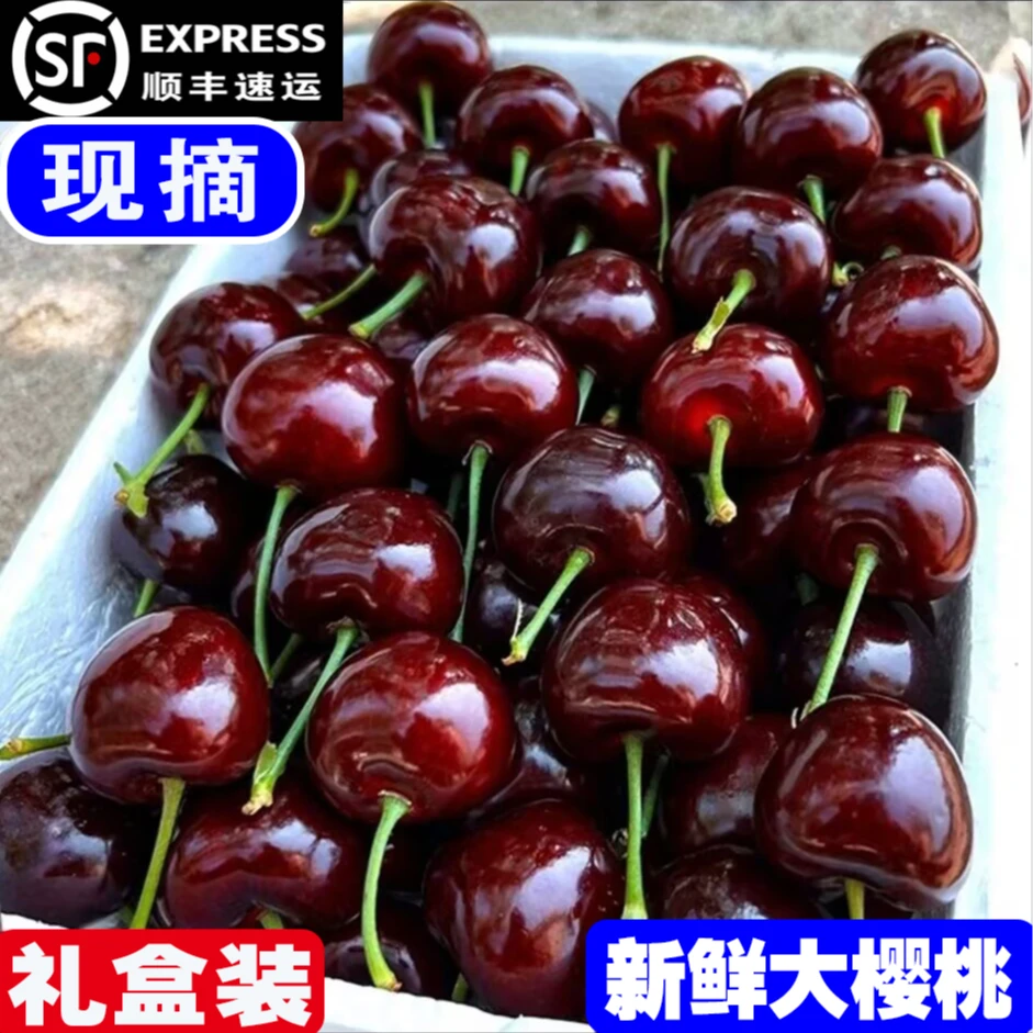 现摘大樱桃2-5斤J-3J应当季新鲜拉宾斯水果顺丰空运包邮