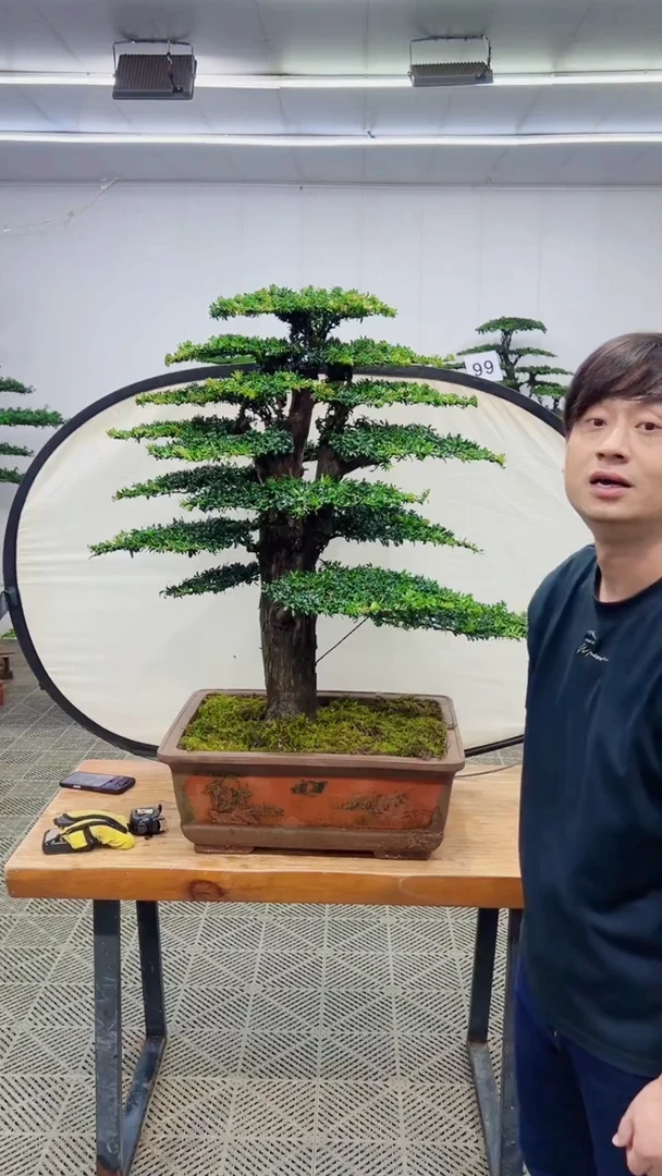 无花朵造型盆景一物一拍