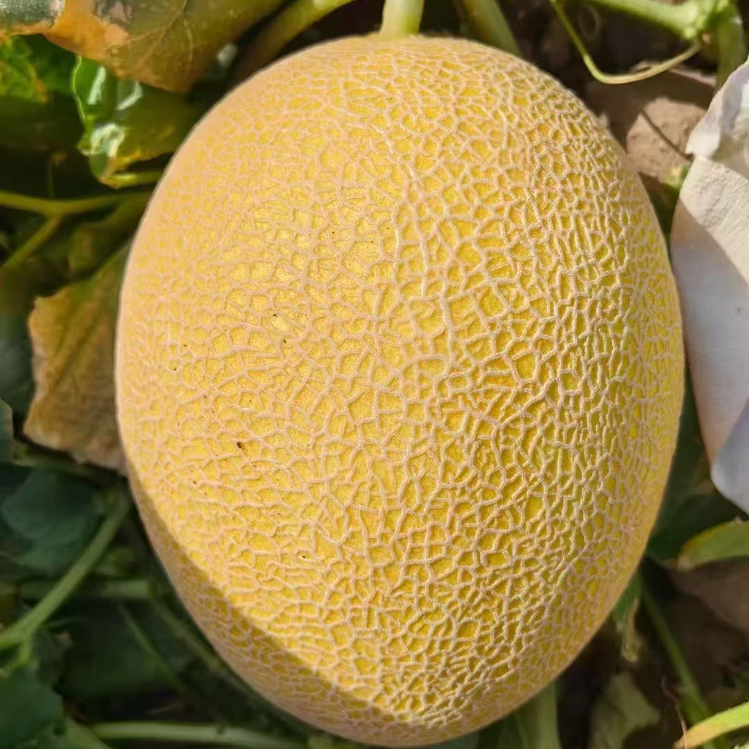 顺丰次日达新疆金色年华哈密瓜脆甜多汁应季水果新疆维吾尔自治区