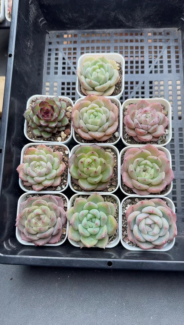 珍妮杂交的多肉C74