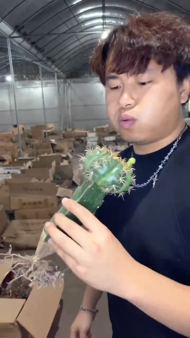 大号 美花海王【嫁接】