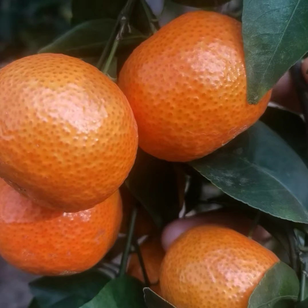 广西桂林砂糖橘应季新鲜水果自家种植无科技自然熟不打蜡不催熟